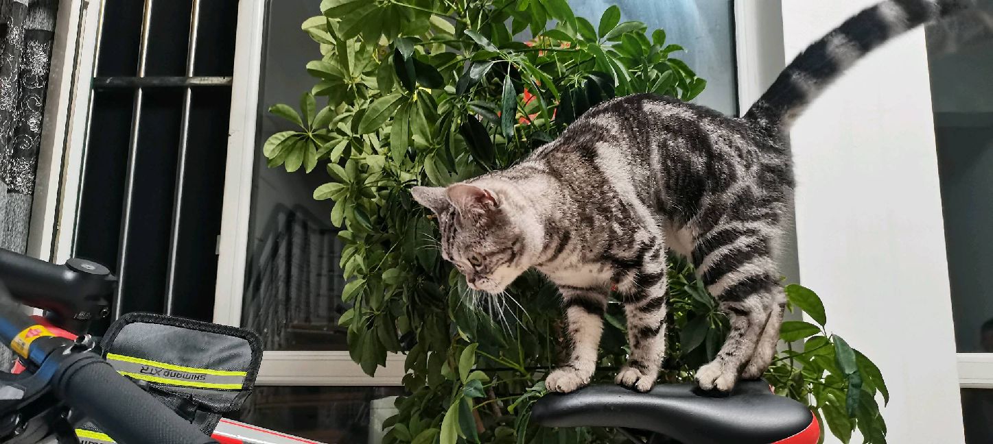 猫图片|宠物猫|猫咪|