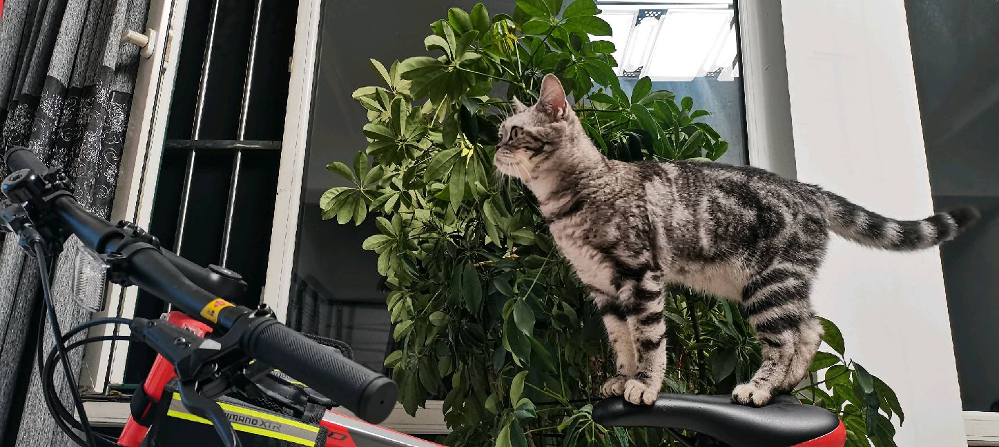 猫图片|宠物猫|猫咪|