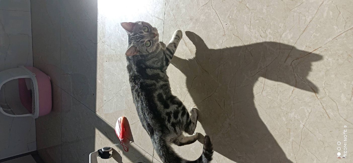 猫图片|宠物猫|猫咪|