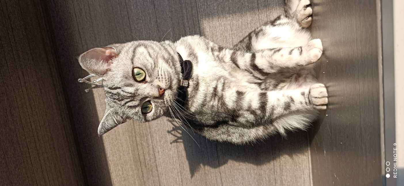 猫图片|宠物猫|猫咪|