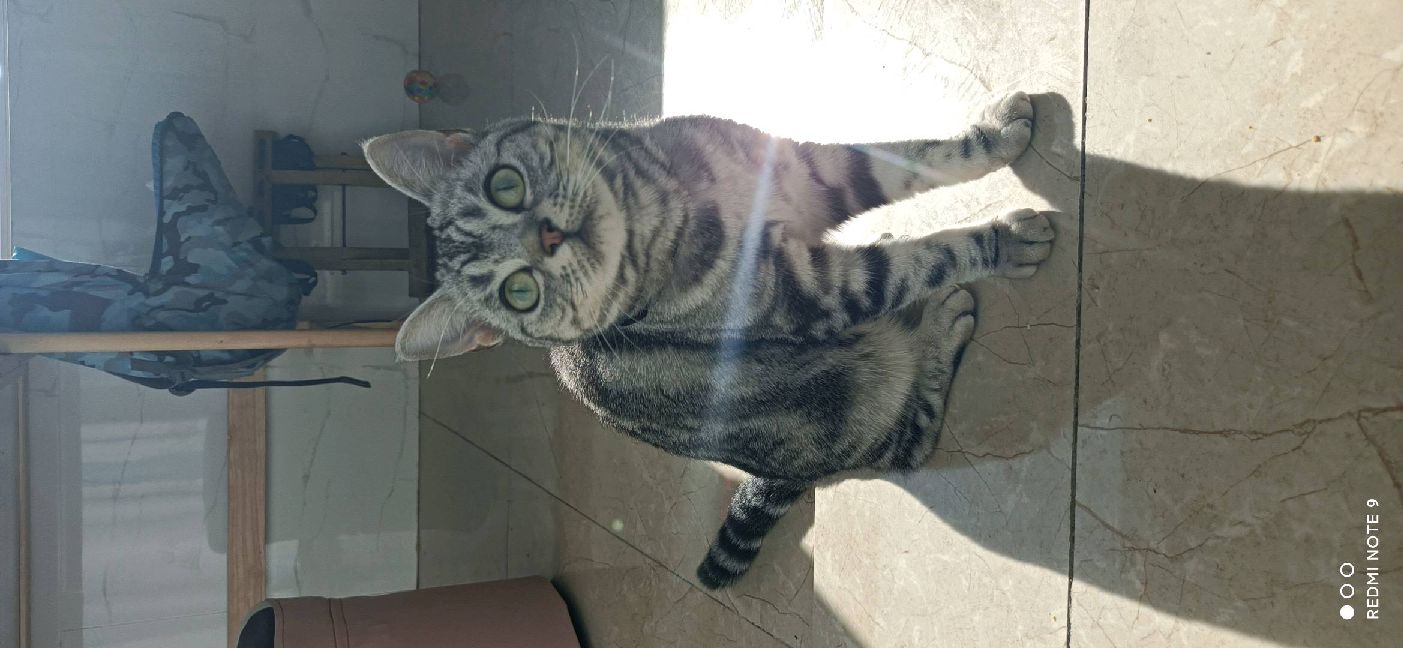 猫图片|宠物猫|猫咪|