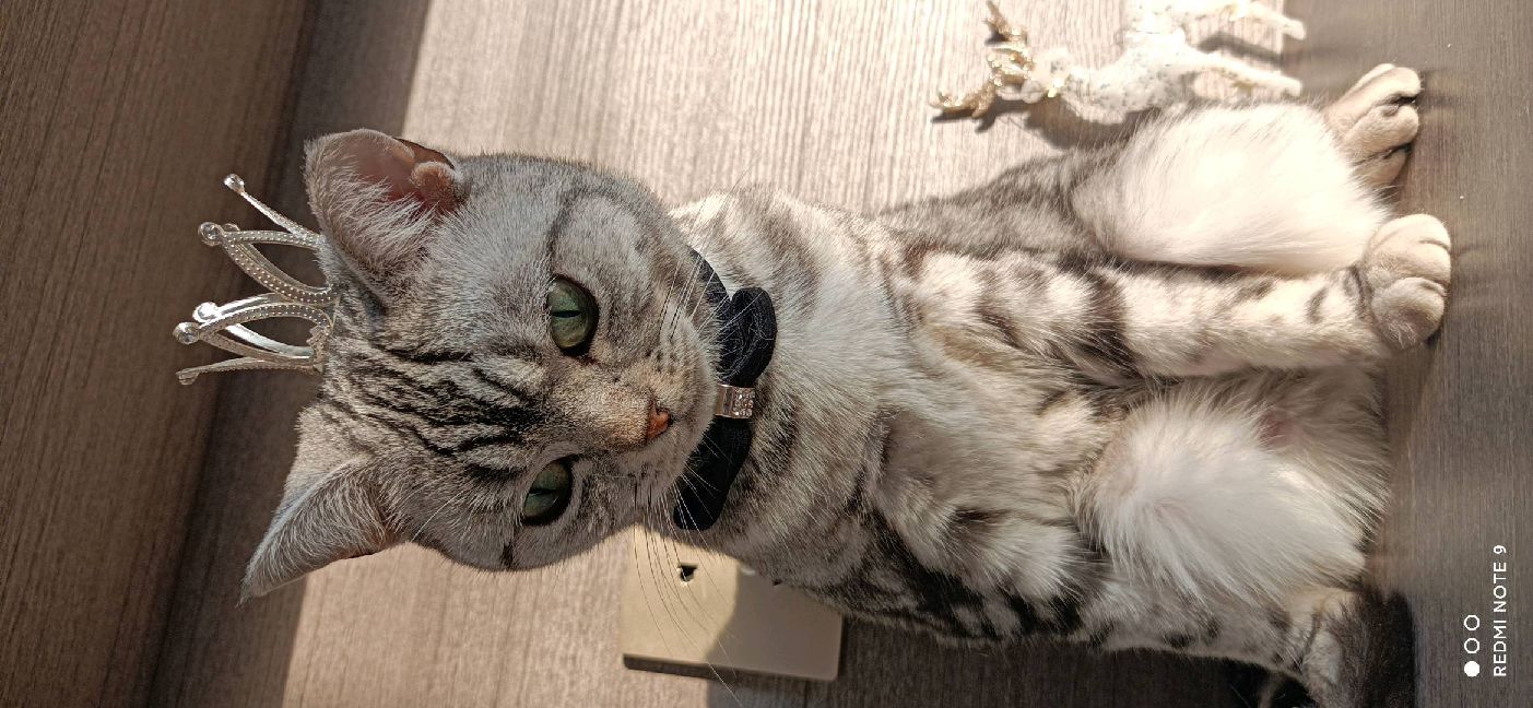 猫图片|宠物猫|猫咪|