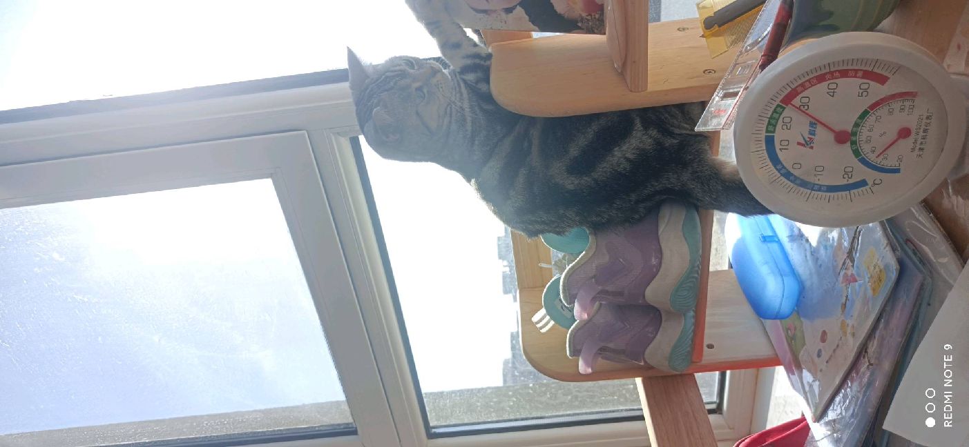 猫图片|宠物猫|猫咪|