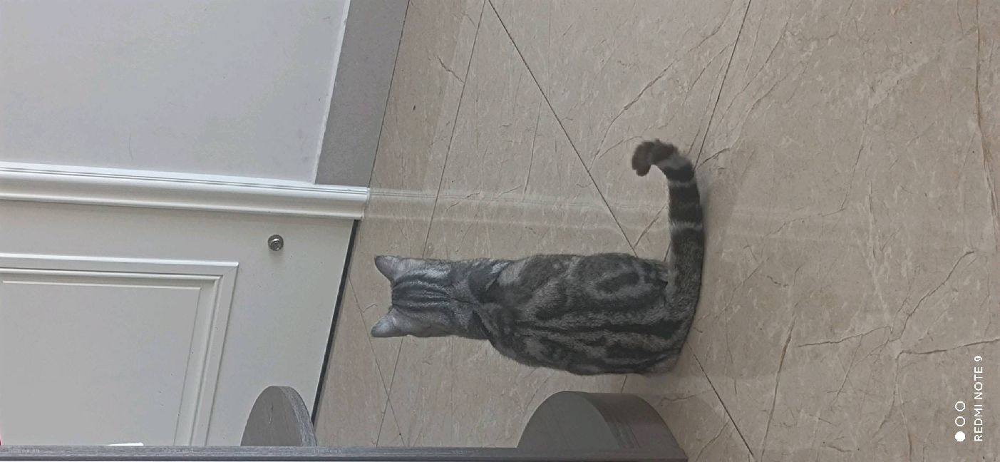 猫图片|宠物猫|猫咪|