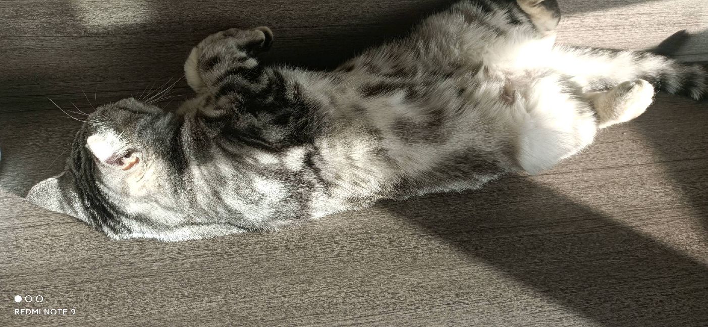 猫图片|宠物猫|猫咪|