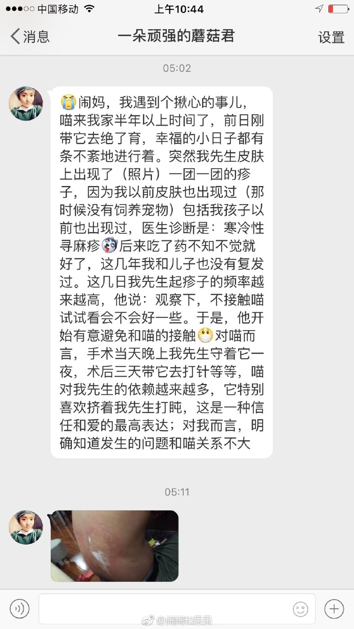 猫图片|宠物猫|猫咪|