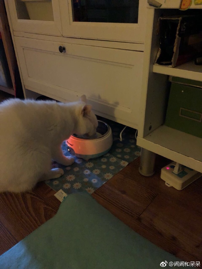 猫图片|宠物猫|猫咪|