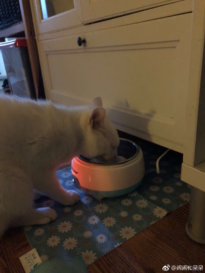 猫图片|宠物猫|猫咪|