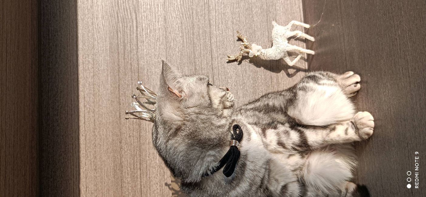 猫图片|宠物猫|猫咪|