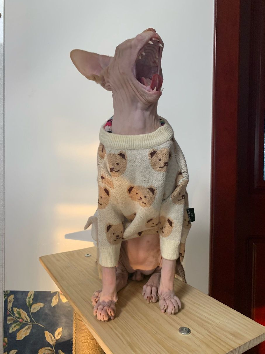 猫图片|宠物猫|猫咪|