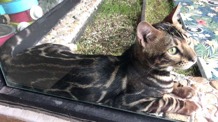 猫图片|宠物猫|猫咪|