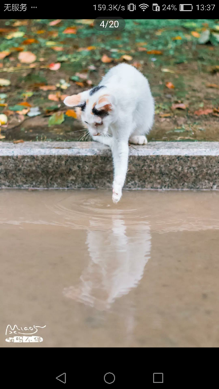 猫图片|宠物猫|猫咪|