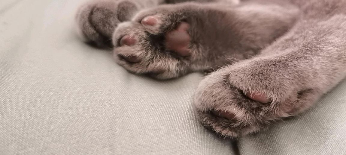 猫图片|宠物猫|猫咪|