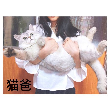 猫图片|宠物猫|猫咪|