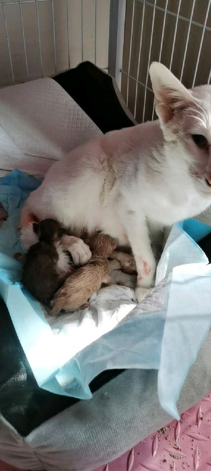 猫图片|宠物猫|猫咪|