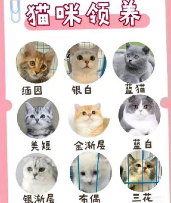 猫图片|宠物猫|猫咪|