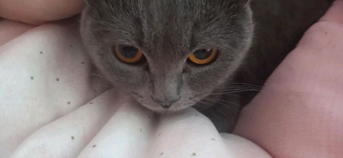 猫图片|宠物猫|猫咪|