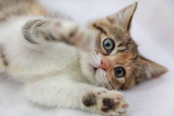 猫图片|宠物猫|猫咪|