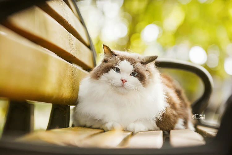 猫图片|宠物猫|猫咪|