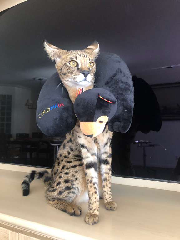 猫图片|宠物猫|猫咪|