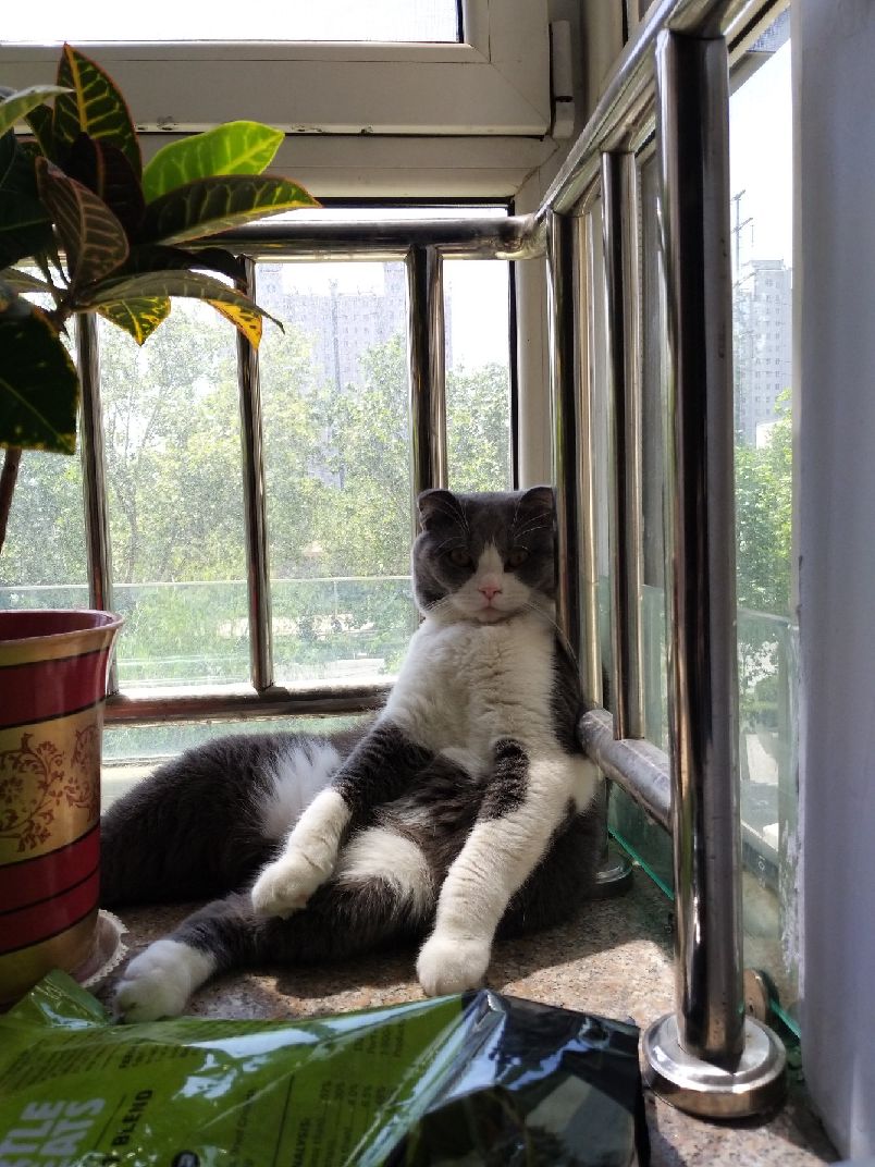 猫图片|宠物猫|猫咪|