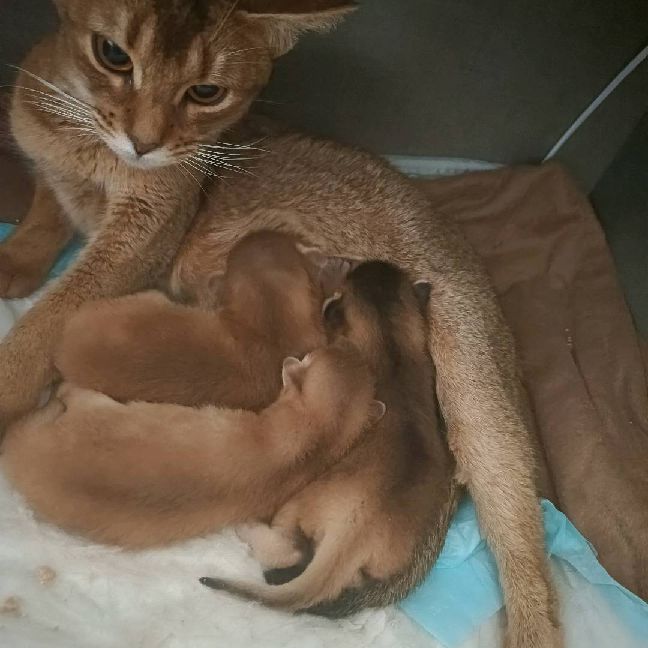 猫图片|宠物猫|猫咪|