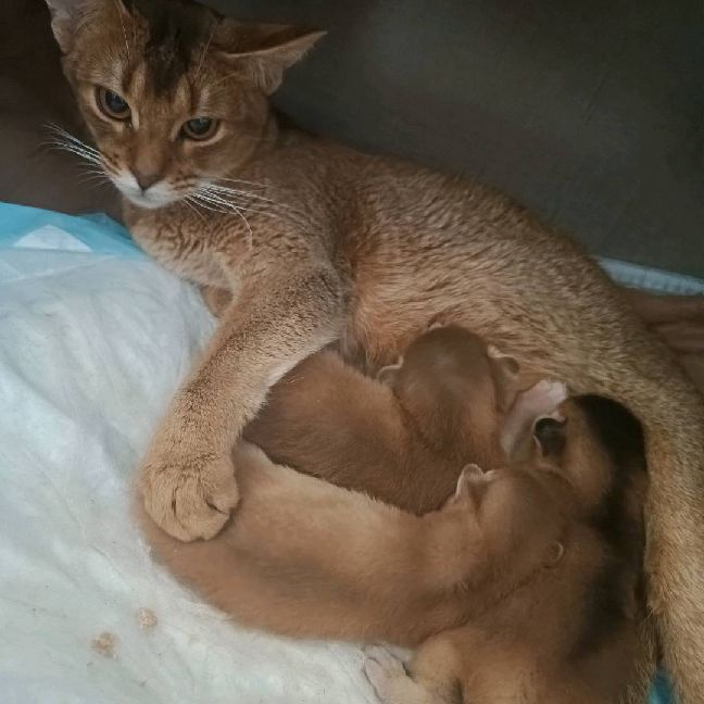 猫图片|宠物猫|猫咪|