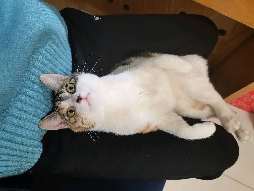 猫图片|宠物猫|猫咪|