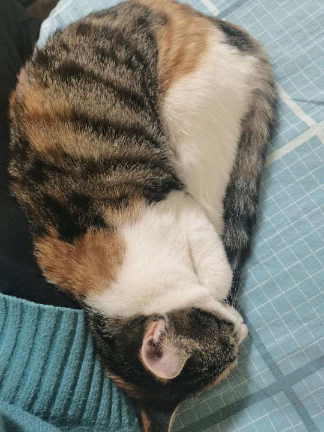 猫图片|宠物猫|猫咪|