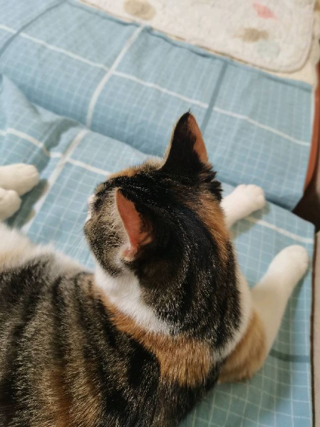 猫图片|宠物猫|猫咪|