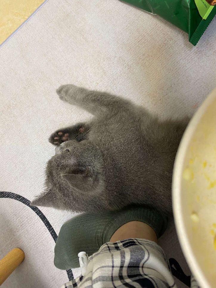 猫图片|宠物猫|猫咪|