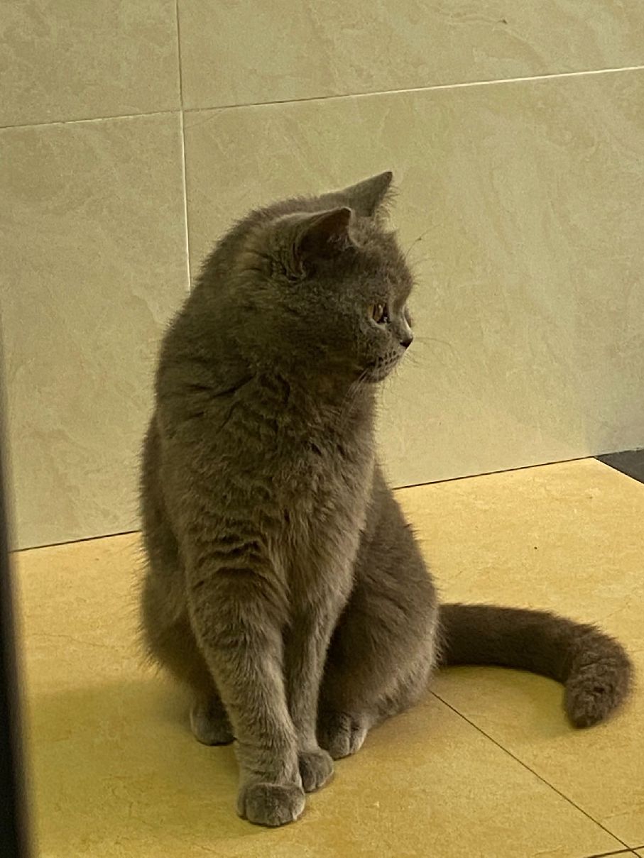 猫图片|宠物猫|猫咪|