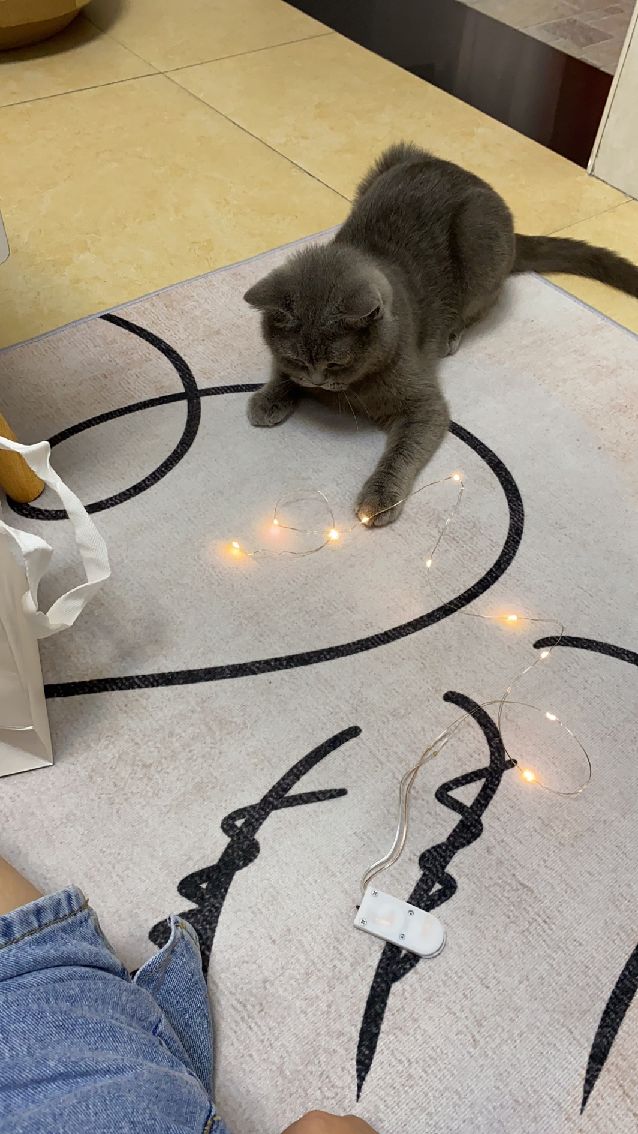 猫图片|宠物猫|猫咪|