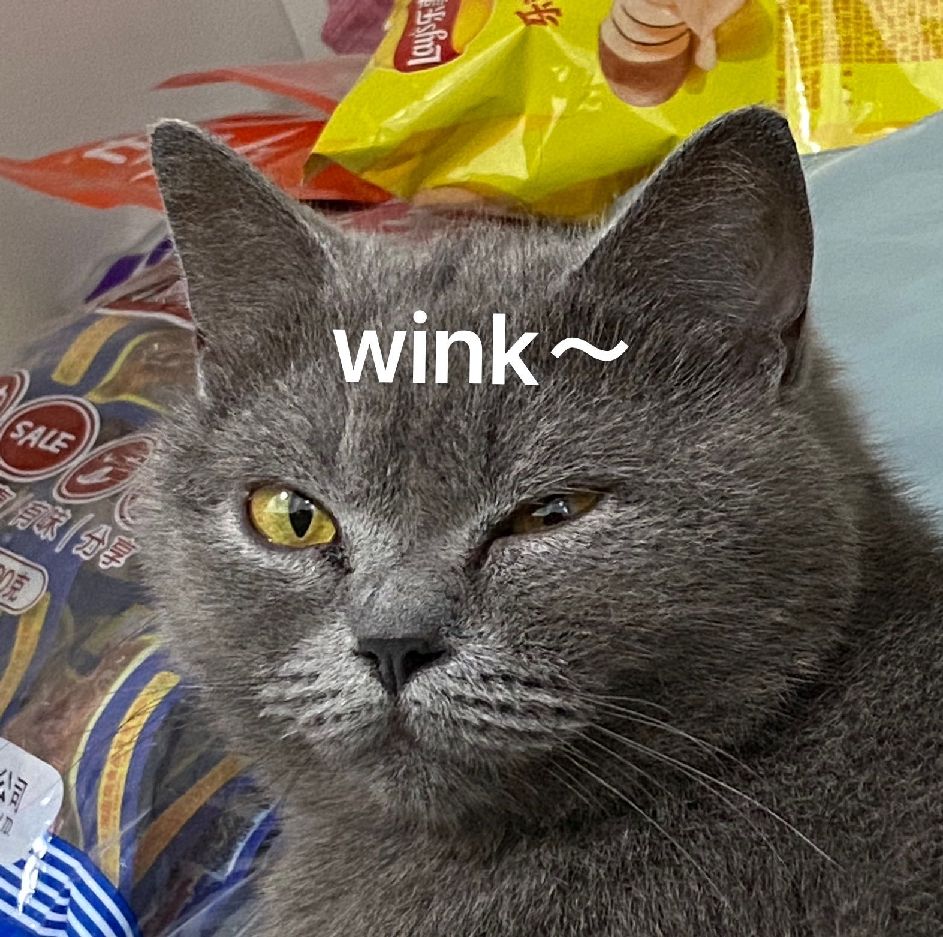 猫图片|宠物猫|猫咪|