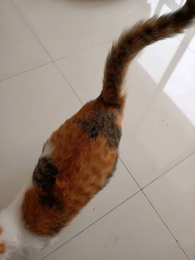 猫图片|宠物猫|猫咪|