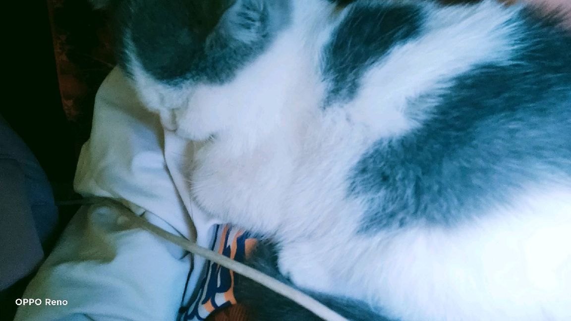 猫图片|宠物猫|猫咪|