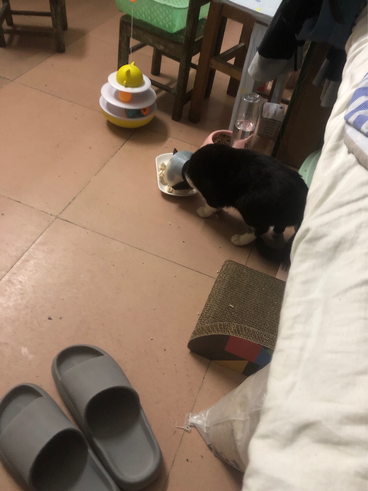 猫图片|宠物猫|猫咪|