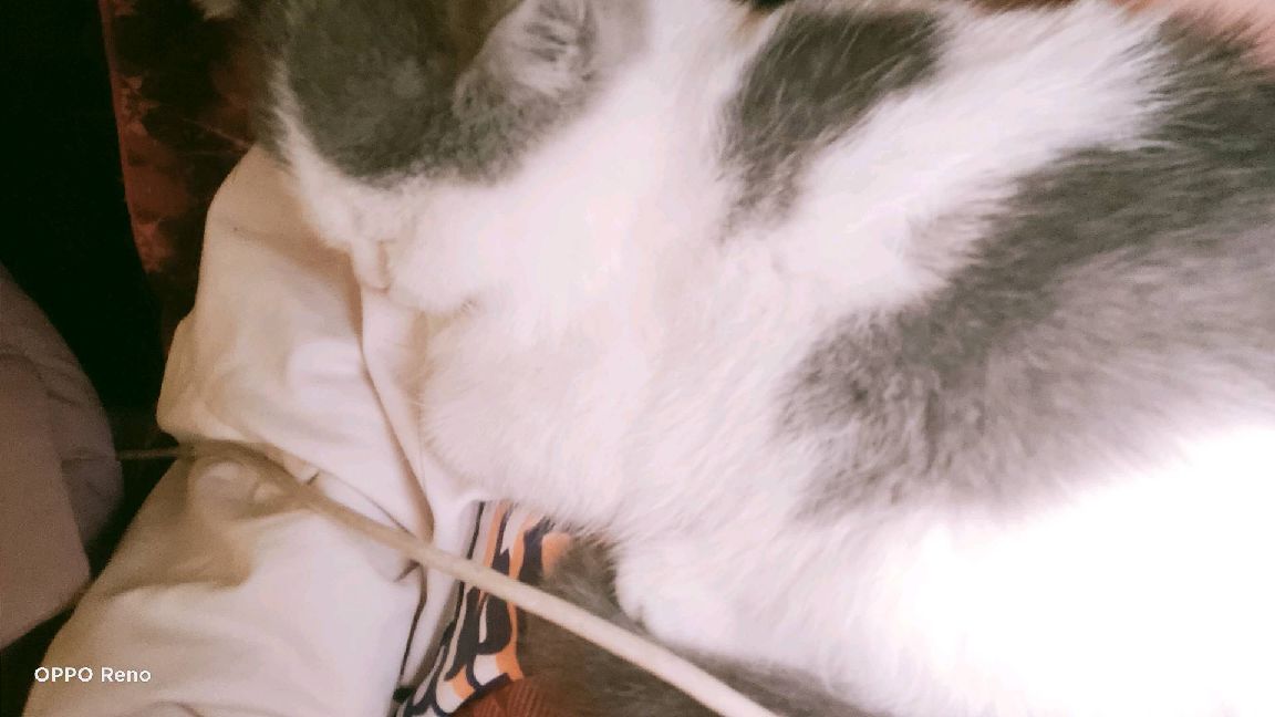 猫图片|宠物猫|猫咪|