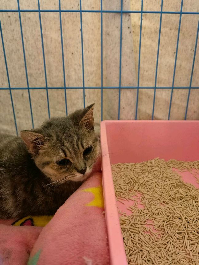 猫图片|宠物猫|猫咪|