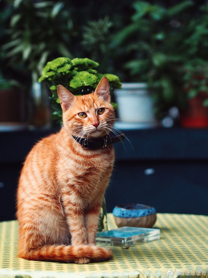 猫图片|宠物猫|猫咪|