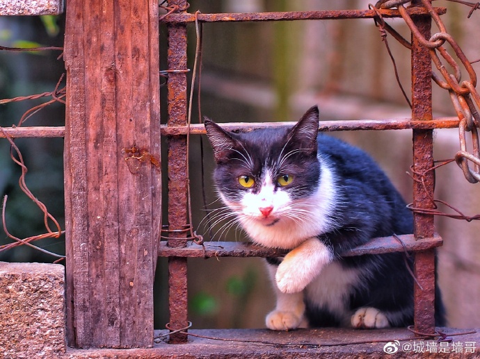 猫图片|宠物猫|猫咪|