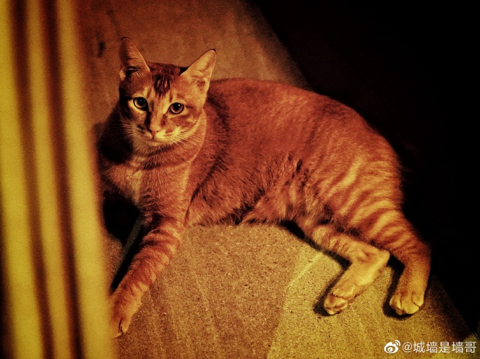 猫图片|宠物猫|猫咪|