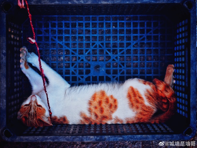 猫图片|宠物猫|猫咪|