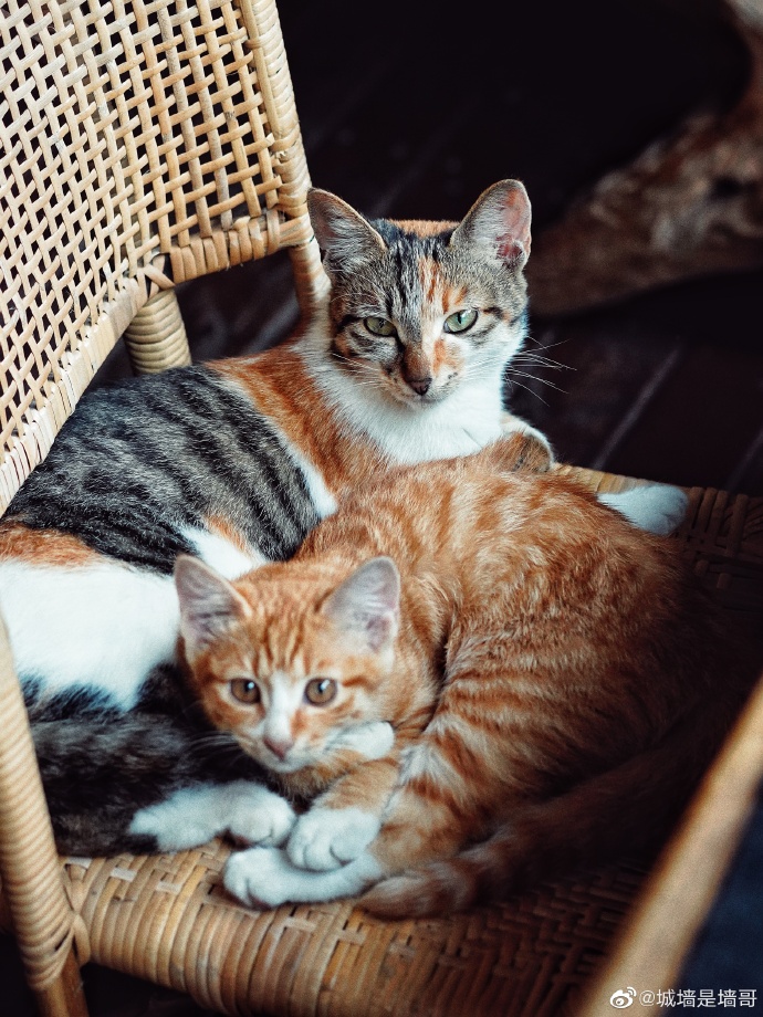 猫图片|宠物猫|猫咪|