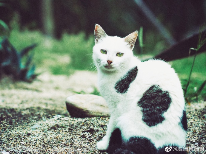 猫图片|宠物猫|猫咪|