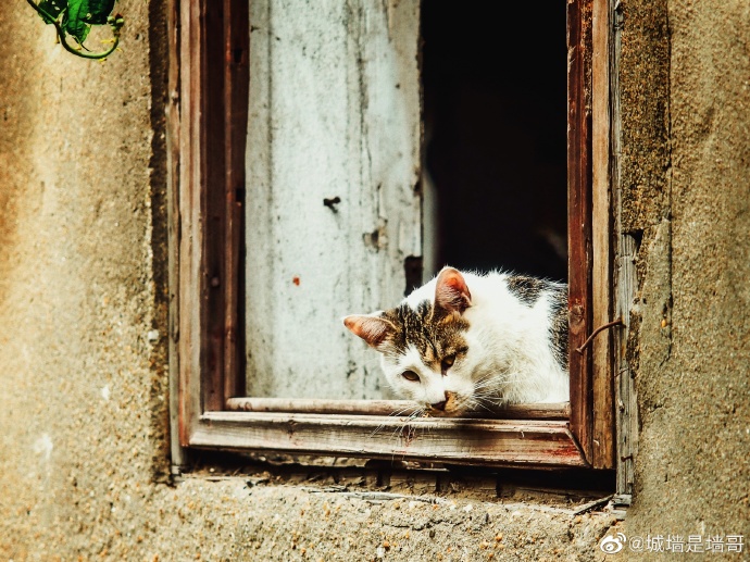 猫图片|宠物猫|猫咪|