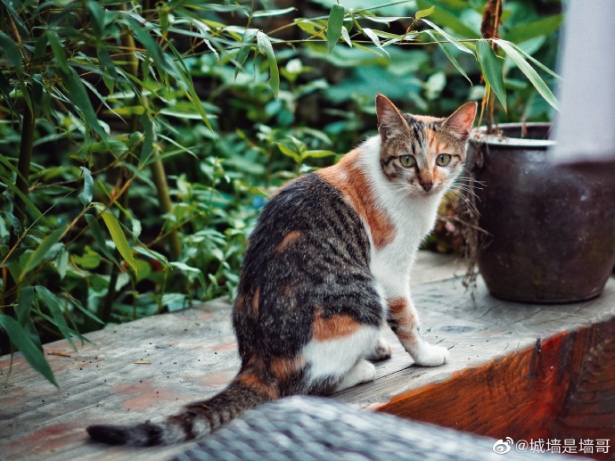 猫图片|宠物猫|猫咪|