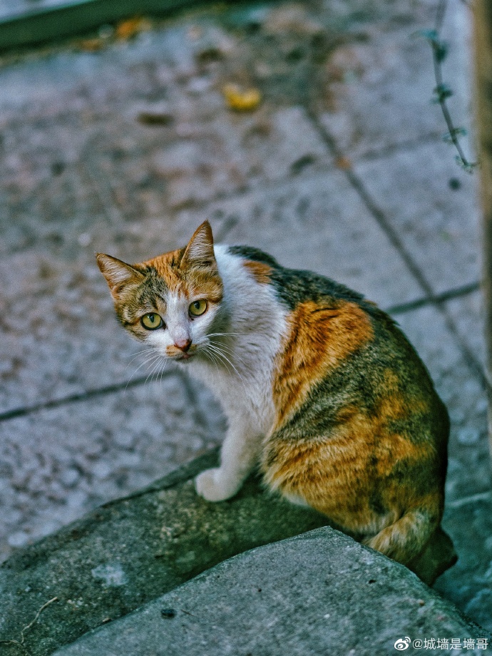 猫图片|宠物猫|猫咪|