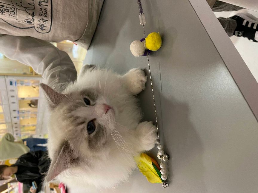 猫图片|宠物猫|猫咪|