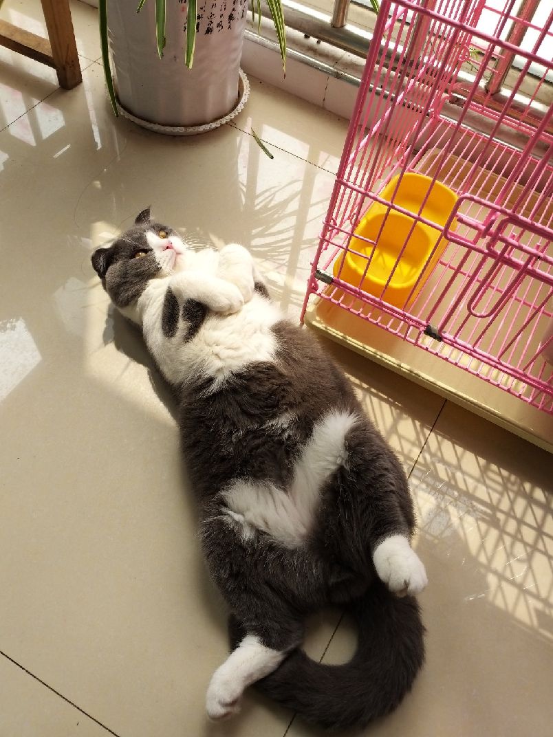 猫图片|宠物猫|猫咪|